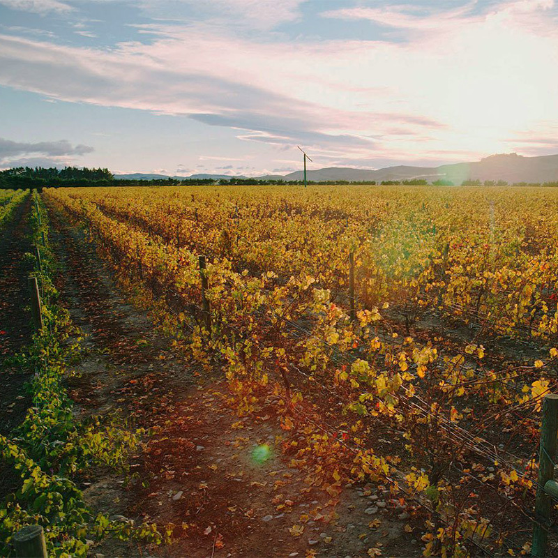 Pegasus Bay Winery